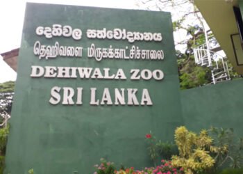 பூங்காவுக்கு வரும் புதிய விலங்குகள்!