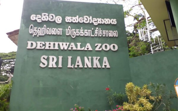 பூங்காவுக்கு வரும் புதிய விலங்குகள்!