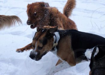 டொராண்டோவில் பலப்படுத்தப்படும் ஆபத்தான நாய்கள் தொடர்பான சட்டம்!