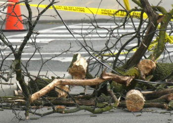 மரக்கிளை விழுந்ததில் பெண் படுகாயம்