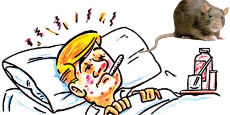 எலிக் காய்ச்சல் பரவும் அபாயம் அதிகரிப்பு!