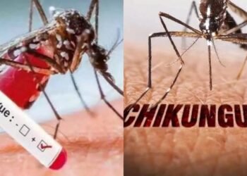 நாட்டில் தீவிரமாக பரவி வரும் டெங்கு, சிக்குன்குனியா