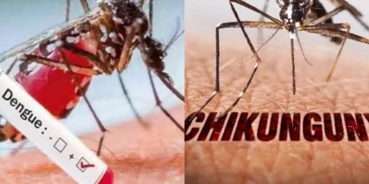நாட்டில் தீவிரமாக பரவி வரும் டெங்கு, சிக்குன்குனியா