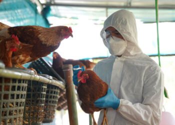 அமெரிக்காவில் பறவைக் காய்ச்சல் எச்சரிக்கை