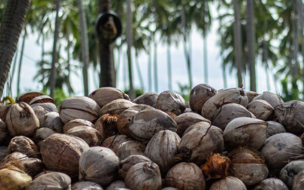 தேங்காய் அறுவடையில் அதிகரிப்பு..!