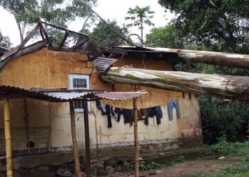 வீடொன்றின் மீது விழுந்த பாரிய மரம்