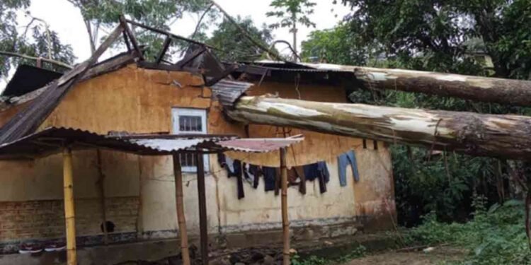 வீடொன்றின் மீது விழுந்த பாரிய மரம்