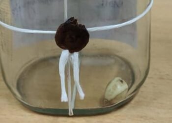 கஜமுத்துவுடன் கைதான இருவர்