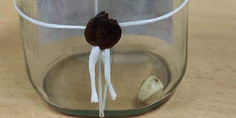 கஜமுத்துவுடன் கைதான இருவர்