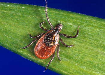 கனடாவில் பரவி வரும் நோய் குறித்து எச்சரிக்கை