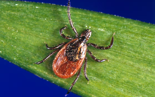 கனடாவில் பரவி வரும் நோய் குறித்து எச்சரிக்கை