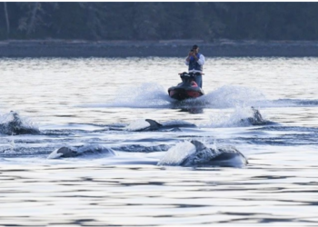 டால்ஃபின்களை பின்தொடர்ந்த கனடா நபருக்கு விதிக்கப்பட்ட தண்டனை