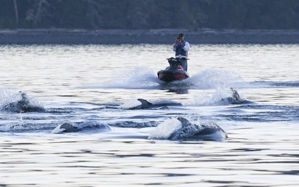 டால்ஃபின்களை பின்தொடர்ந்த கனடா நபருக்கு விதிக்கப்பட்ட தண்டனை