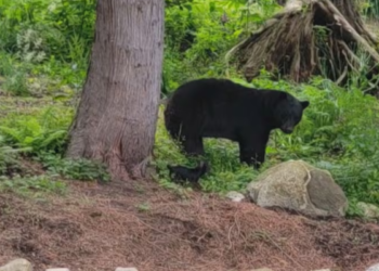 கனடாவில் கரடியை விரட்டிய சிறிய நாய் – வைரலாகு