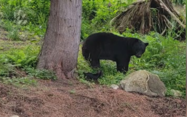 கனடாவில் கரடியை விரட்டிய சிறிய நாய் – வைரலாகு