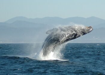 யாழில் கரையொதுங்கிய திமிங்கிலம்!