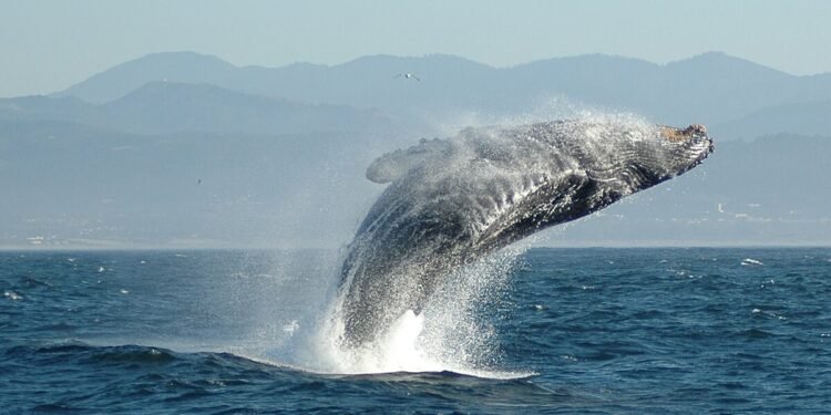 யாழில் கரையொதுங்கிய திமிங்கிலம்!