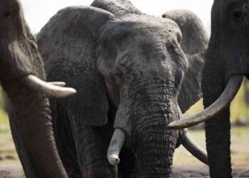 யானைகளை கொல்ல திட்டம்!