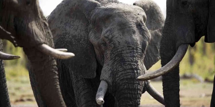 யானைகளை கொல்ல திட்டம்!