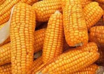 திரிபோஷ உற்பத்திக்கு தேவையான சோளத்தை இறக்குமதி செய்ய அனுமதி