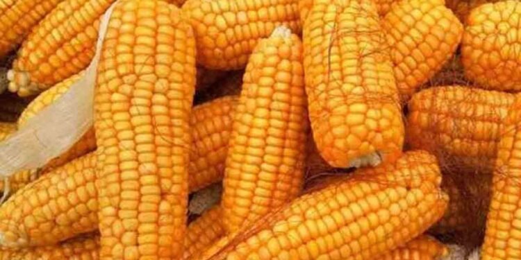 திரிபோஷ உற்பத்திக்கு தேவையான சோளத்தை இறக்குமதி செய்ய அனுமதி