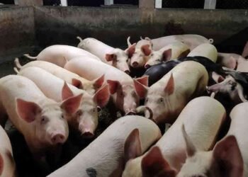 பன்றி வளர்ப்பு கைத்தொழிலை மேம்படுத்த செயலணி