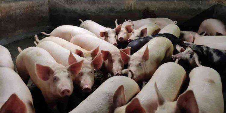 பன்றி வளர்ப்பு கைத்தொழிலை மேம்படுத்த செயலணி