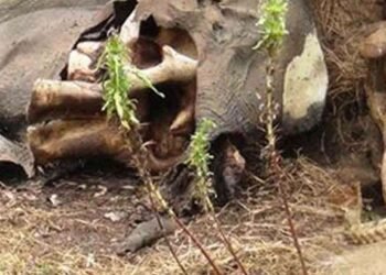 மூன்று யானைகளின் உடல் பாகங்கள் மீட்பு