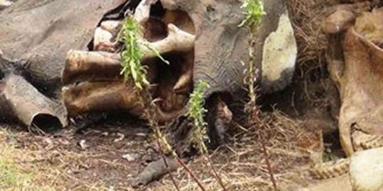 மூன்று யானைகளின் உடல் பாகங்கள் மீட்பு