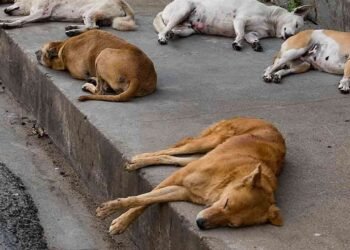 தெரு நாய்களை கருணைக் கொலை செய்ய அனுமதி!