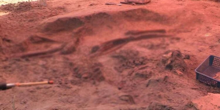 எவ்வித எலும்பு கூட்டுத் தொகுதிகளும் அடையாளம் காணப்படவில்லை