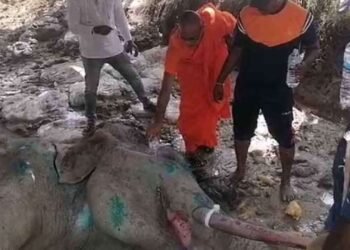 ‘பாத்திய’ யானை குறித்து மகிழ்ச்சியான செய்தி