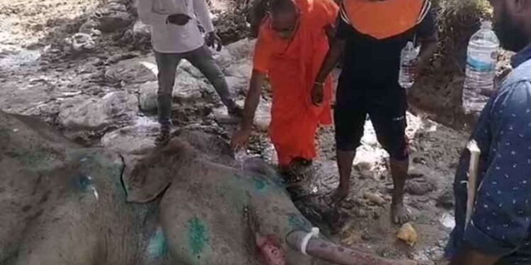 ‘பாத்திய’ யானை குறித்து மகிழ்ச்சியான செய்தி