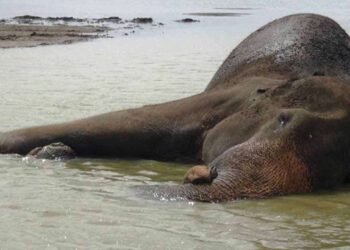 “கண்டலமே ஹெடகாரயா” யானையின் உயிருக்கும் ஆபத்தா?