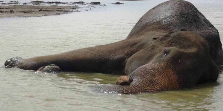 “கண்டலமே ஹெடகாரயா” யானையின் உயிருக்கும் ஆபத்தா?