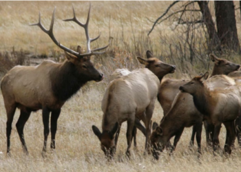 கனடாவில் அனுமதியின்றி வேட்டையாடிய நபருக்கு சிறைத்தண்டனை