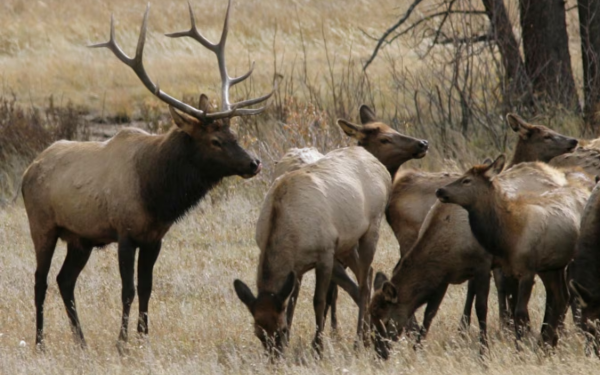 கனடாவில் அனுமதியின்றி வேட்டையாடிய நபருக்கு சிறைத்தண்டனை