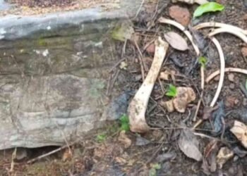 சிறுத்தை புலிகள் காரணமாக மக்களிடையே அச்சம்