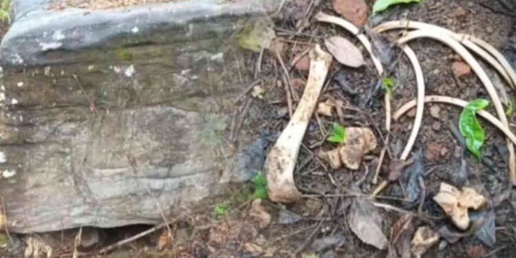 சிறுத்தை புலிகள் காரணமாக மக்களிடையே அச்சம்