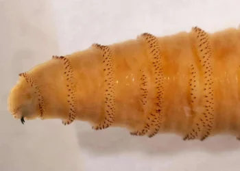 மனித சதை உண்ணும் ஒட்டுண்ணி புழு