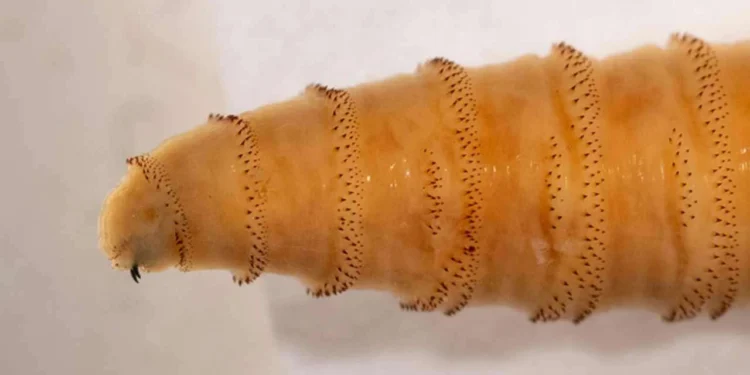 மனித சதை உண்ணும் ஒட்டுண்ணி புழு