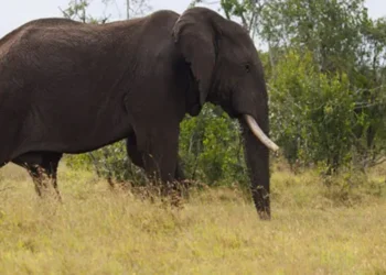 புதுக்குடியிருப்பு பகுதிக்குள் புகுந்து காட்டு யானைகள் அட்டகாசம்: விடுக்கப்பட்டுள்ள கோரிக்கை