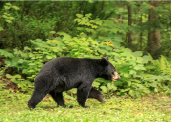 கனடாவில் கரடி வேட்டையில் ஈடுபட்ட சுற்றுலா விடுதிகளுக்கு அபராதம்