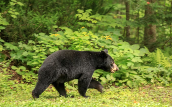 கனடாவில் கரடி வேட்டையில் ஈடுபட்ட சுற்றுலா விடுதிகளுக்கு அபராதம்