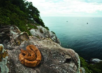 மிரள வைக்கும் பாம்பு தீவு; எங்கே உள்ளது தெரியுமா?