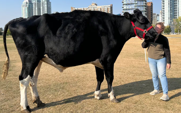 கின்னஸ் உலக சாதனை படைத்த கனடிய காளை