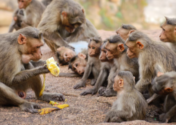 இலங்கையில் குரங்குகள் இடையே பரவும் நோய்!