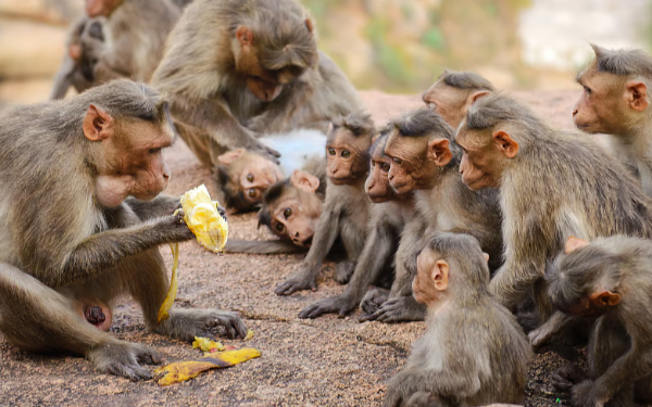 இலங்கையில் குரங்குகள் இடையே பரவும் நோய்!