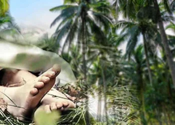 தென்னந்தோப்பில் தேங்காய் திருடியவர் மீது துப்பாக்கி சூடு