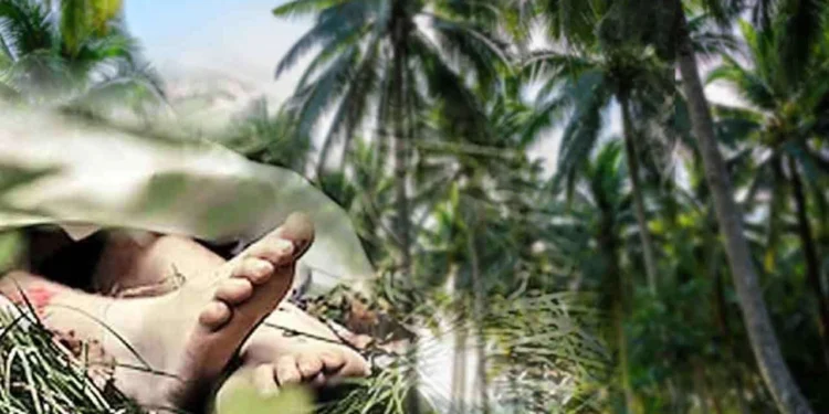 தென்னந்தோப்பில் தேங்காய் திருடியவர் மீது துப்பாக்கி சூடு